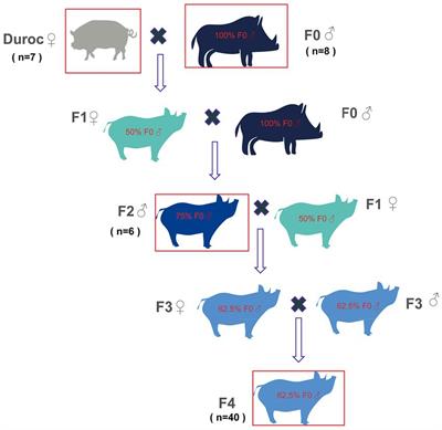 Hybridization altered the gut microbiota of pigs